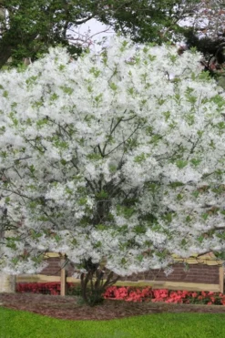 Grancy Graybeard - White Fringe Tree - 1 Gallon Pot 13 Grancy Graybeard - White Fringe Tree - 1 Gallon Pot -Blossom Grove Store chionanthus virginicus grancy greybeard multi stem tree 6