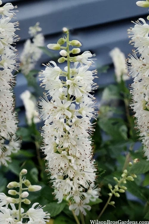 Sixteen Candles Summersweet (Clethra) - 3 Gallon Pot 1 Sixteen Candles Summersweet (Clethra) - 3 Gallon Pot