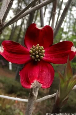 Ragin' Red Dogwood Tree - 5 Gallon Pot
