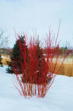 Red Osier Red Twig Dogwood (Cornus Sericea) - 2 Gallon Pot 10 Red Osier Red Twig Dogwood (Cornus Sericea) - 2 Gallon Pot -Blossom Grove Store cornus sericera red osier dogwood 4