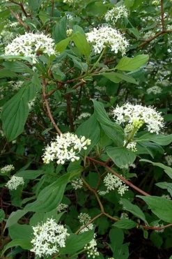 Red Osier Red Twig Dogwood (Cornus Sericea) - 2 Gallon Pot 12 Red Osier Red Twig Dogwood (Cornus Sericea) - 2 Gallon Pot -Blossom Grove Store cornus sericera red osier dogwood 5 1