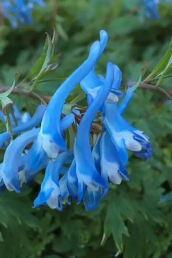 Hillier Porcelain Blue Corydalis - 1 Gallon Pot -Blossom Grove Store corydalis flexuosa porcelian blue 3