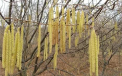 American Hazelnut (Filbert) - 1 Gallon Pot -Blossom Grove Store corylus american american hazelnut fall leaves 10