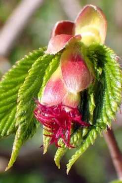 American Hazelnut (Filbert) - 1 Gallon Pot -Blossom Grove Store corylus american american hazelnut fall leaves 8