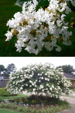 Acoma Weeping White Crape Myrtle - 6 Pack Of 1 Gallon Pots -Blossom Grove Store crape myrtle acoma 500x750 1