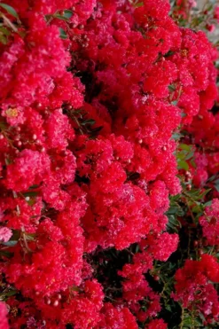 Cherry Dazzle Dwarf Crape Myrtle - 2 Gallon Pot 13 Cherry Dazzle Dwarf Crape Myrtle - 2 Gallon Pot -Blossom Grove Store crape myrtle cherry dazzle 30 1
