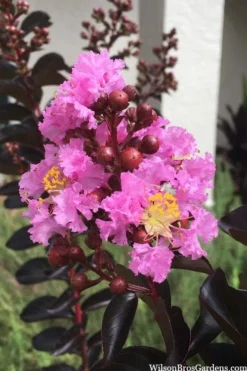 Delta Jazz Crape Myrtle - Single Trunk Topiary Tree - 5 Gallon Pot -Blossom Grove Store crape myrtle delta jazz 201 2