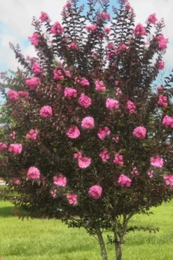 Delta Jazz Crape Myrtle - 3 Gallon Pot -Blossom Grove Store crape myrtle delta jazz 50 1