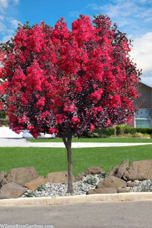 Double Dynamite Crape Myrtle Tree (Single Trunk Tree) - 5 Gallon Pot 1 Double Dynamite Crape Myrtle Tree (Single Trunk Tree) - 5 Gallon Pot