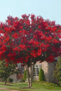 Dynamite Red Crape Myrtle - 7 Gallon Pot (3-4') 10 Dynamite Red Crape Myrtle - 7 Gallon Pot (3-4') -Blossom Grove Store crape myrtle dynamite 10 3