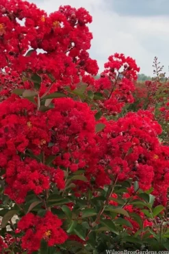 Miss Frances Red Crape Myrtle - 7 Gallon Pot (4-5') -Blossom Grove Store crape myrtle miss frances red 1 2