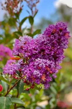 Miss Sandra Purple Crape Myrtle - 6 Pack Of 1 Gallon Pots -Blossom Grove Store crape myrtle miss sandra purple 2 1