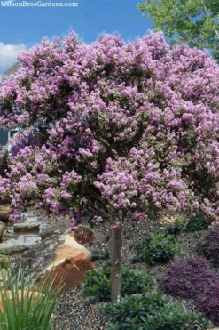 Muskogee Lavender Crape Myrtle Tree (Single Trunk) - 5 Gallon Pot