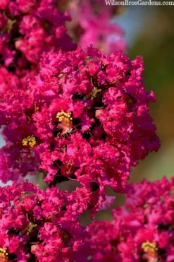 Princess Kylie Dwarf Crape Myrtle - 3 Gallon Pot