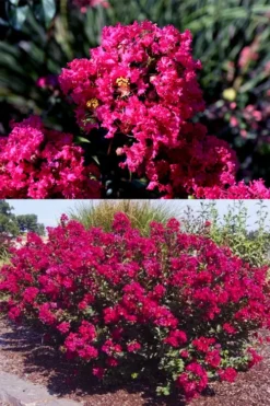 Princess Kylie Dwarf Crape Myrtle - 3 Gallon Pot -Blossom Grove Store crape myrtle princess kylie 2