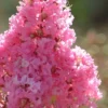 Sioux Pink Crape Myrtle - 1 Gallon Pot