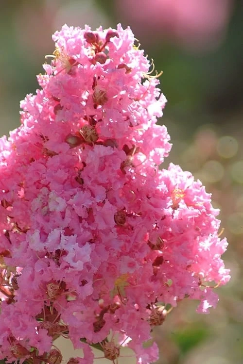 Sioux Pink Crape Myrtle - 1 Gallon Pot 1 Sioux Pink Crape Myrtle - 1 Gallon Pot