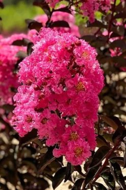Twilight Magic Crape Myrtle Tree (Single Trunk) - 5 Gallon Pot -Blossom Grove Store crape myrtle twilight magic 1