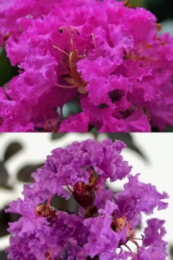 Twilight Purple Crape Myrtle - 7 Gallon Pot (4-5') -Blossom Grove Store crape myrtle twilight purple 22