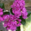 Zuni Purple Crape Myrtle - 1 Gallon Pot