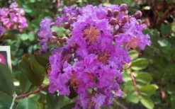 Early Bird Purple Crape Myrtle - 2 Gallon Pot 9 Early Bird Purple Crape Myrtle - 2 Gallon Pot -Blossom Grove Store crapemyrtleearlybirdpurple