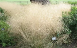 Tufted Hair Grass (Deschampsia Cespitosa) - 1 Gallon Pot -Blossom Grove Store deschampsia cespitosa tufted hair grass 12