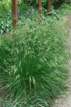 Tufted Hair Grass (Deschampsia Cespitosa) - 1 Gallon Pot -Blossom Grove Store deschampsia cespitosa tufted hair grass 4