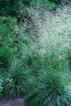 Tufted Hair Grass (Deschampsia Cespitosa) - 1 Gallon Pot -Blossom Grove Store deschampsia cespitosa tufted hair grass 6
