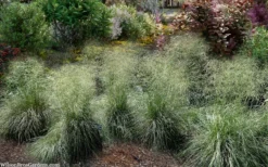Tufted Hair Grass (Deschampsia Cespitosa) - 1 Gallon Pot -Blossom Grove Store deschampsia cespitosa tufted hair grass 7