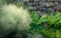 Tufted Hair Grass (Deschampsia Cespitosa) - 1 Gallon Pot -Blossom Grove Store deschampsia cespitosa tufted hair grass 9