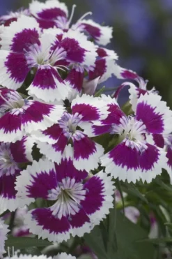 Barbarini 'Purple Picotee' Sweet William (Dianthus) - 5 Pack Of Quart Pots 9 Barbarini 'Purple Picotee' Sweet William (Dianthus) - 5 Pack Of Quart Pots -Blossom Grove Store dianthus barbatus purple picotee sweet williams 1