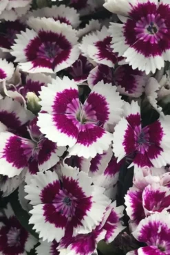 Barbarini 'Purple Picotee' Sweet William (Dianthus) - 5 Pack Of Quart Pots 8 Barbarini 'Purple Picotee' Sweet William (Dianthus) - 5 Pack Of Quart Pots -Blossom Grove Store dianthus barbatus purple picotee sweet williams 2