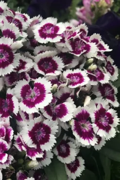 Barbarini 'Purple Picotee' Sweet William (Dianthus) - 5 Pack Of Quart Pots