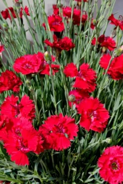 Fire Star Dianthus (Carnation) - 5 Pack Of Quart Pots -Blossom Grove Store dianthus fire star 2