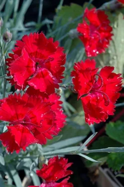 Fire Star Dianthus (Carnation) - 5 Pack Of Quart Pots -Blossom Grove Store dianthus fire star cottage pinks 101