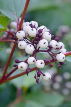 Red Osier Red Twig Dogwood (Cornus Sericea) - 2 Gallon Pot 13 Red Osier Red Twig Dogwood (Cornus Sericea) - 2 Gallon Pot -Blossom Grove Store dogwood red osier 500x750 2