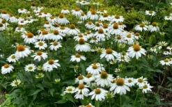 PowWow White Coneflower (Echinacea) - 1 Gallon Pot -Blossom Grove Store echinacea powwow white coneflower 10