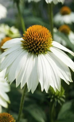 PowWow White Coneflower (Echinacea) - 1 Gallon Pot -Blossom Grove Store echinacea powwow white coneflower 5