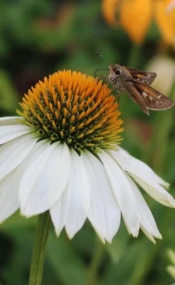 PowWow White Coneflower (Echinacea) - 1 Gallon Pot -Blossom Grove Store echinacea powwow white coneflower 6