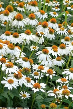 PowWow White Coneflower (Echinacea) - 1 Gallon Pot