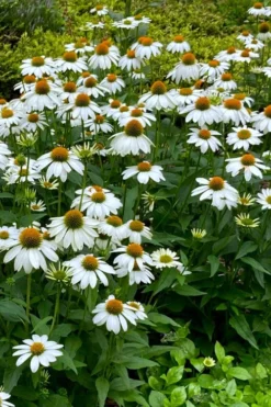 PowWow White Coneflower (Echinacea) - 1 Gallon Pot -Blossom Grove Store echinacea powwow white coneflower 9