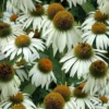 White Swan Coneflower (Echinacea) - 1 Gallon Pot