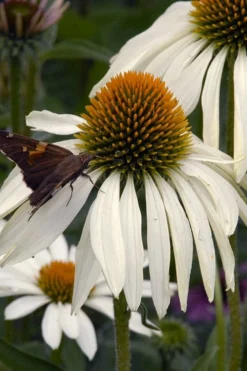 White Swan Coneflower (Echinacea) - 1 Gallon Pot -Blossom Grove Store echinacea purpurea white swan coneflower 3
