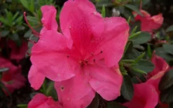 Autumn Carnival Encore Azalea - 1 Gallon Pot -Blossom Grove Store encore azalea autumn carnival