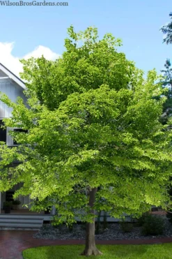American Beech Tree (Fagus Grandifolia) - 3 Gallon Pot