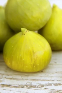 LSU Gold Fig Tree - 5 Gallon Pot -Blossom Grove Store ficus carica lsu gold fig tree 2