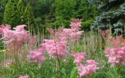 Venusta Queen Of The Prairie (Filipendula) - 1 Gallon Pot -Blossom Grove Store filipendula rubra venusta queen of the prairie 2