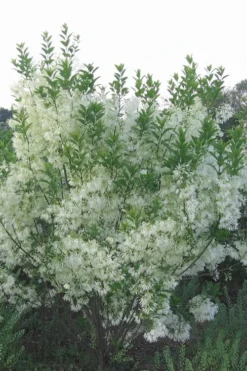 Grancy Graybeard - White Fringe Tree - 3 Gallon Pot -Blossom Grove Store grancy graybeard tree 33 1