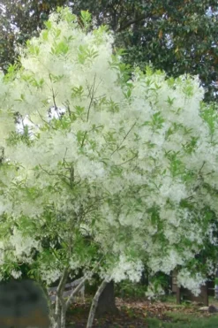 Grancy Graybeard - White Fringe Tree - 1 Gallon Pot 17 Grancy Graybeard - White Fringe Tree - 1 Gallon Pot -Blossom Grove Store grancy graybeard tree flowers 22 500x750 1