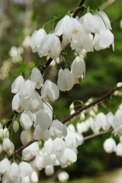 Carolina Silverbell Tree (Halesia ) - 1 Gallon Pot -Blossom Grove Store halesia tetraptera carolina mountain silverbell tree 1